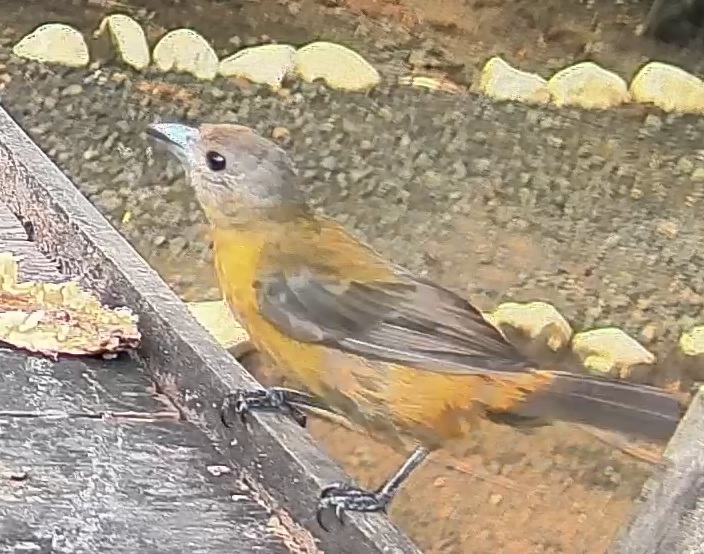 Passerini's tanager