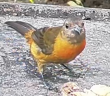 Passerini's tanager