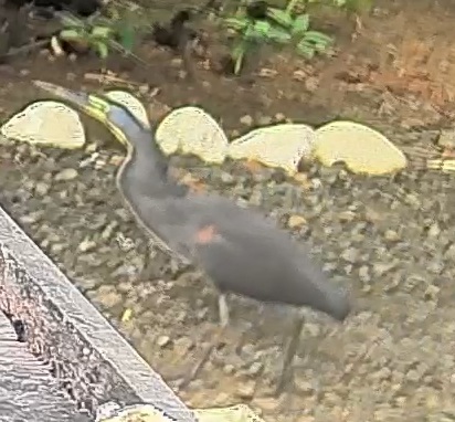 Bare-throated tiger-heron