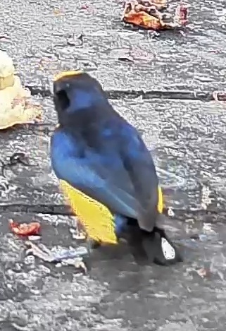 Spot-crowned Euphonia