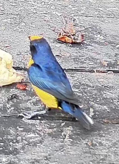 Yellow-throated Euphonia