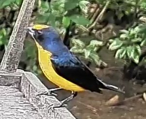 Thick-billed euphonia