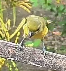 Thick-billed euphonia