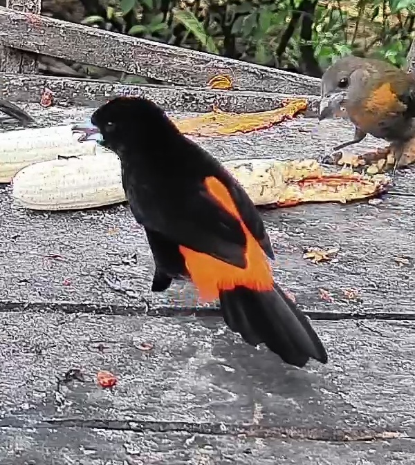 Flame-rumped Tanager