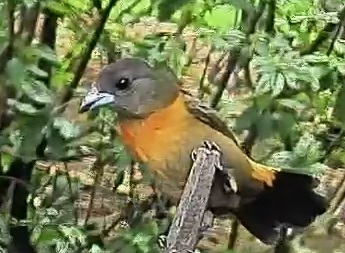 Passerini's tanager