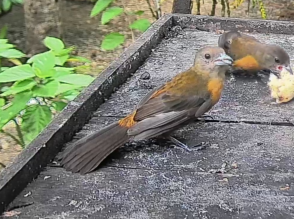 Passerini's tanager