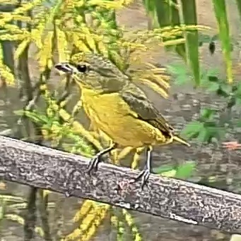 Thick-billed euphonia