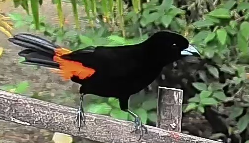 Flame-rumped Tanager