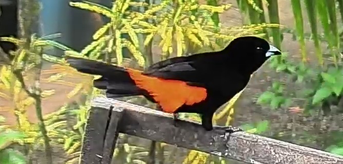 Passerini's tanager