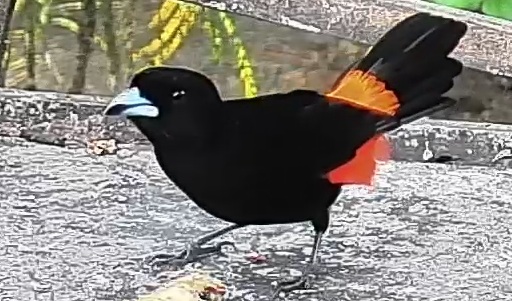 Passerini's tanager
