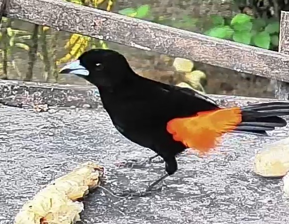 Flame-rumped Tanager