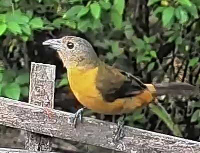 Flame-rumped Tanager