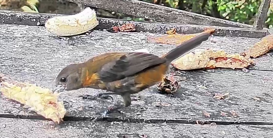 Passerini's tanager