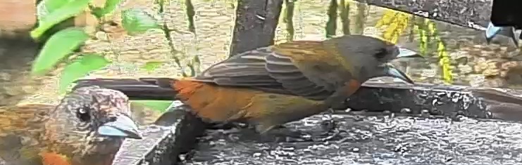 Passerini's tanager