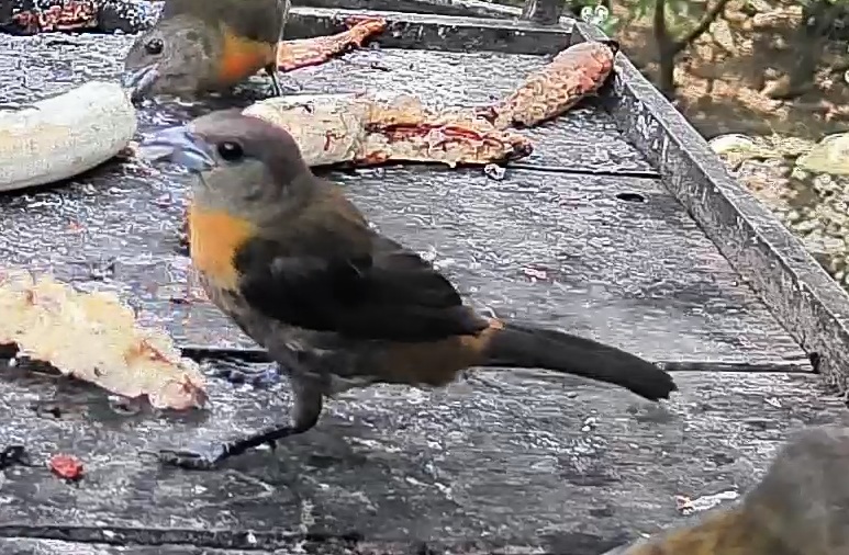 Passerini's tanager