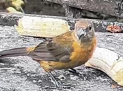 Passerini's tanager