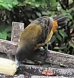 Flame-rumped Tanager
