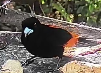 Flame-rumped Tanager
