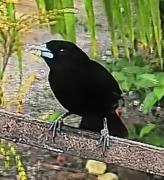 Flame-rumped Tanager