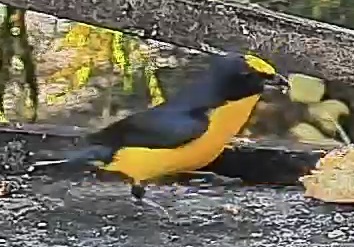 Thick-billed euphonia