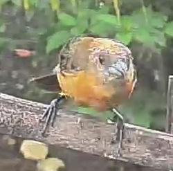 Passerini's tanager