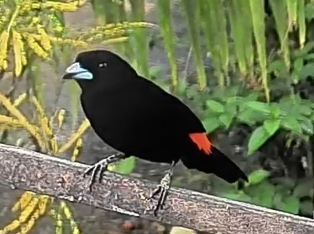Passerini's tanager