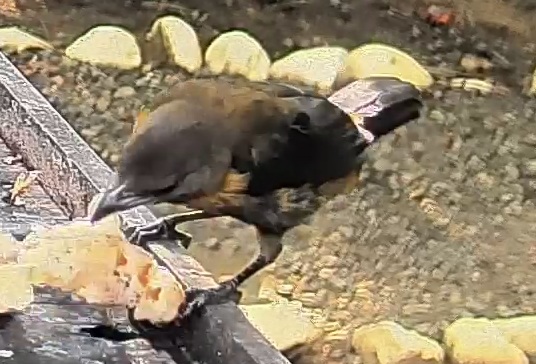 Passerini's tanager