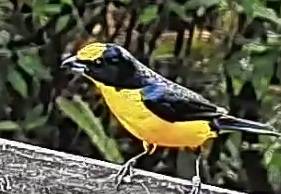 Thick-billed euphonia