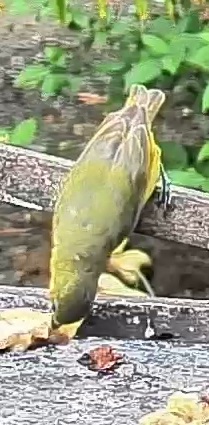 Thick-billed euphonia