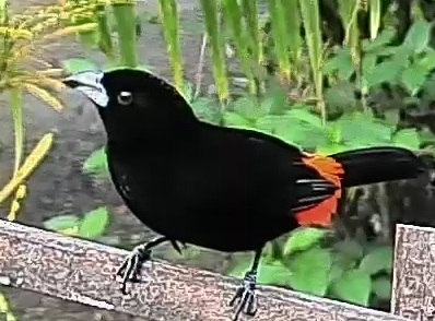 Passerini's tanager