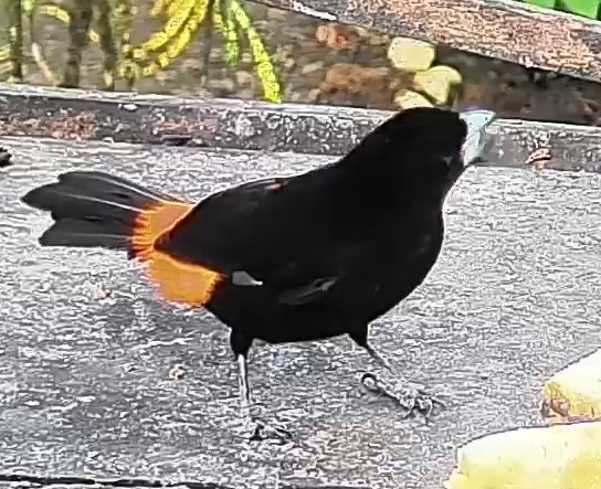 Flame-rumped Tanager
