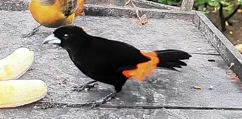 Flame-rumped Tanager