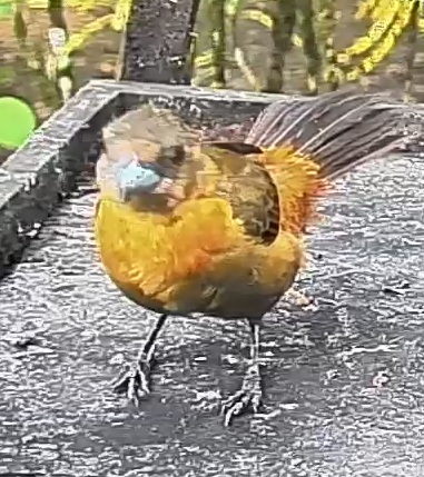 Passerini's tanager