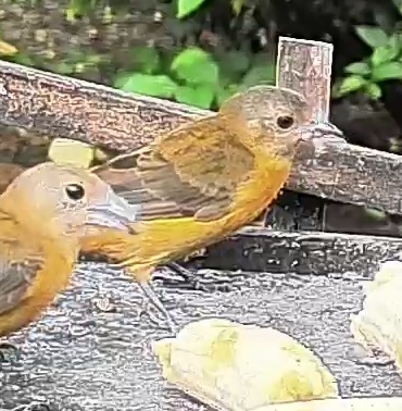 Passerini's tanager