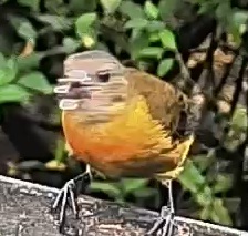 Passerini's tanager