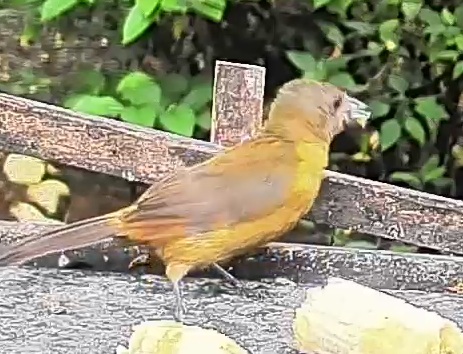 Passerini's tanager