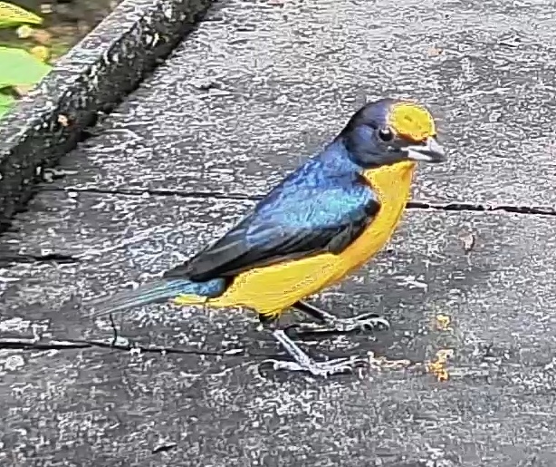 Thick-billed euphonia