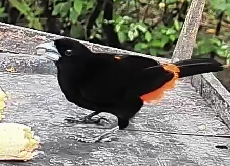 Flame-rumped Tanager