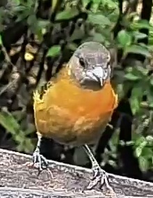 Passerini's tanager