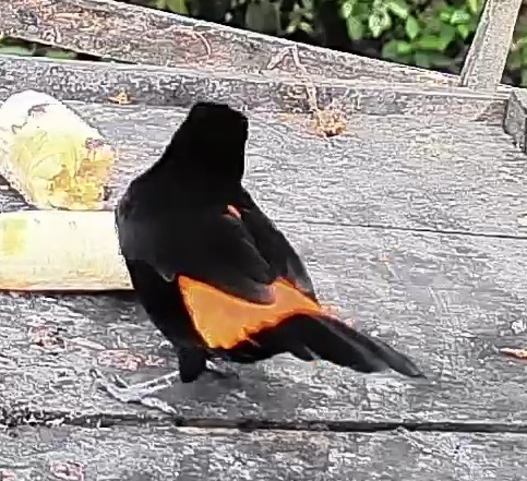 Flame-rumped Tanager