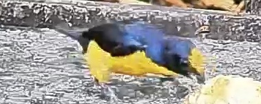 Spot-crowned Euphonia