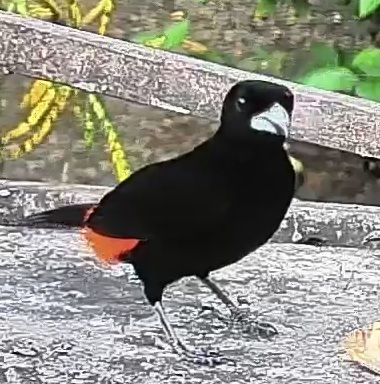 Flame-rumped Tanager
