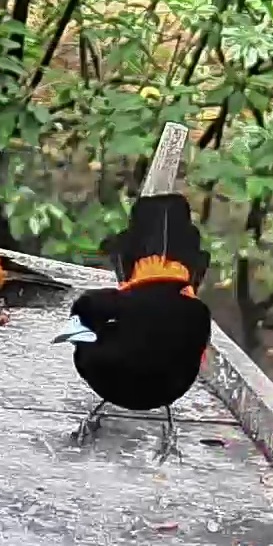 Flame-rumped Tanager