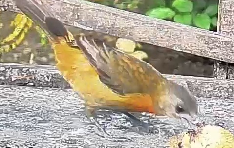 Passerini's tanager