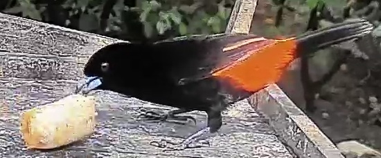 Passerini's tanager