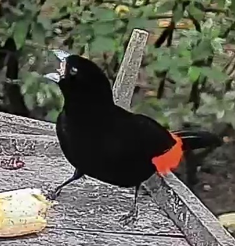 Passerini's tanager