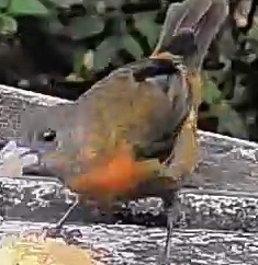 Passerini's tanager