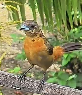Flame-rumped Tanager