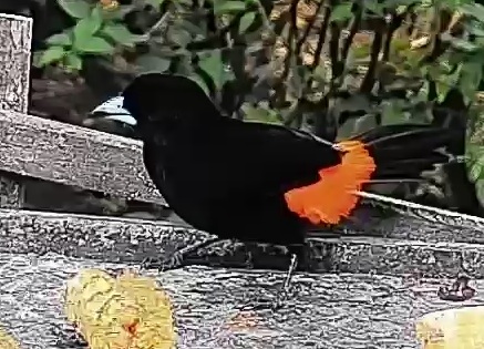 Flame-rumped Tanager