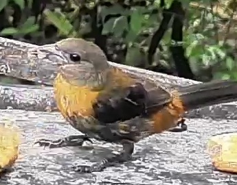 Passerini's tanager